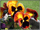 foto Fiori